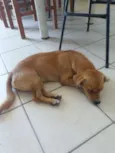 Fofinha