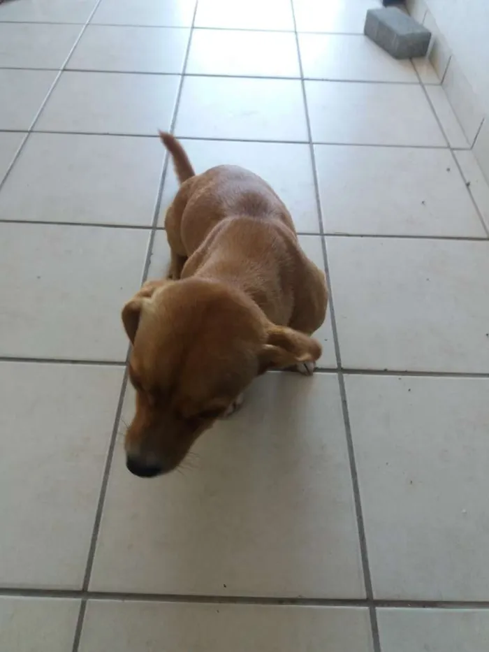 Cachorro ra a Não definida idade 7 a 11 meses nome Fofinha