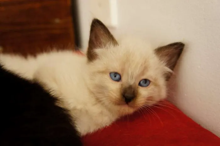 Gato ra a SRD idade 2 a 6 meses nome White, Black, Deck