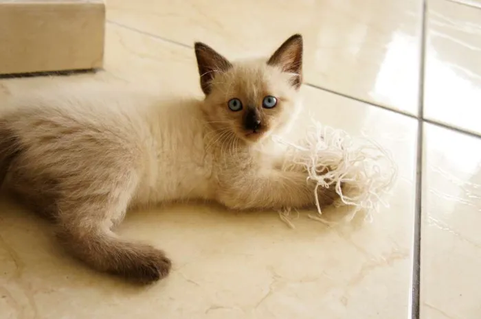 Gato ra a SRD idade 2 a 6 meses nome White, Black, Deck