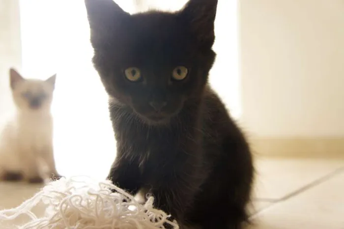 Gato ra a SRD idade 2 a 6 meses nome White, Black, Deck