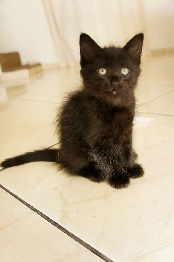 Gato ra a SRD idade 2 a 6 meses nome White, Black, Deck