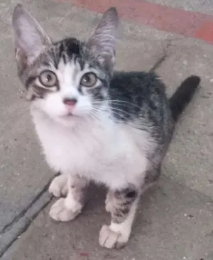 Gato raça SRD idade 2 a 6 meses nome Tigre