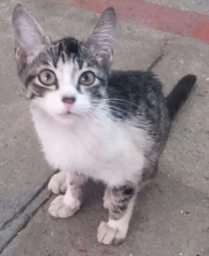 Gato ra a SRD idade 2 a 6 meses nome Tigre