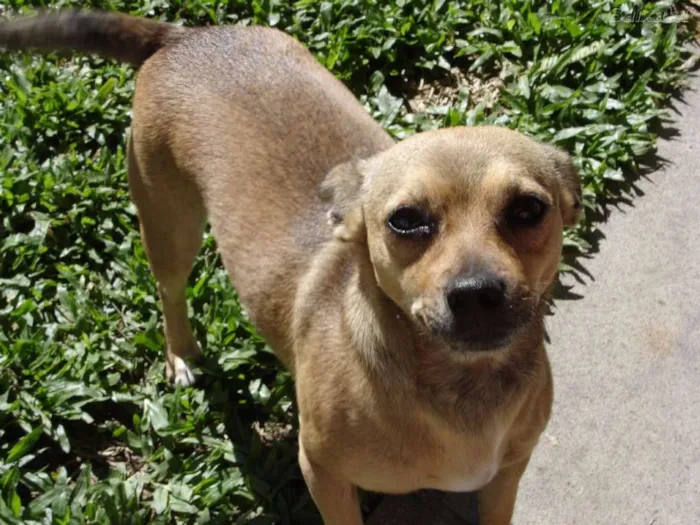 Cachorro ra a Vira Lata idade 6 ou mais anos nome Fiona