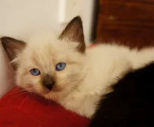 Gato raça SRD idade 2 a 6 meses nome White, Black, Deck