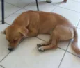 Fofinha