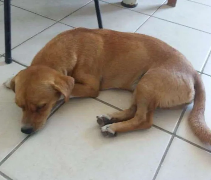 Cachorro ra a Não definida idade 7 a 11 meses nome Fofinha