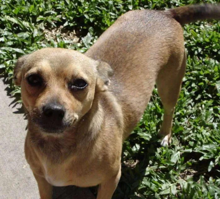 Cachorro ra a Vira Lata idade 6 ou mais anos nome Fiona