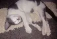 Tico