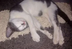 Gato raça Indefinida idade 2 a 6 meses nome Tico