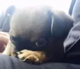 KIKA