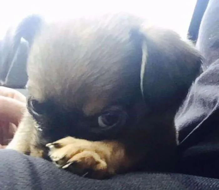 Cachorro ra a SRD idade Abaixo de 2 meses nome KIKA