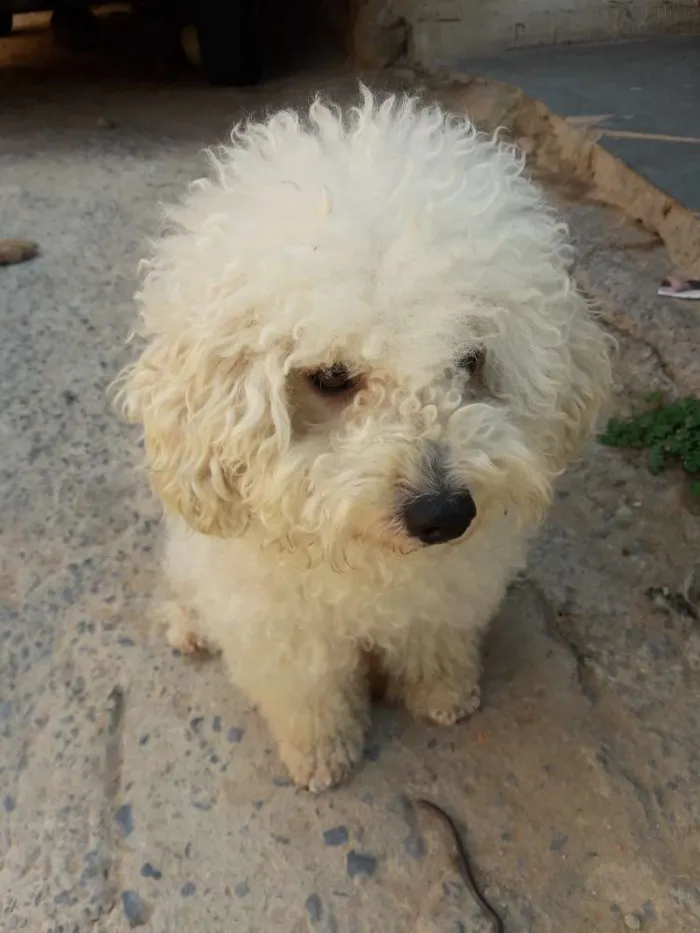 Cachorro raça Poodle idade 2 anos nome Jack