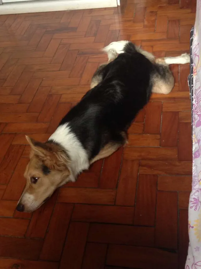 Cachorro raça SRD idade 1 ano nome Maylon