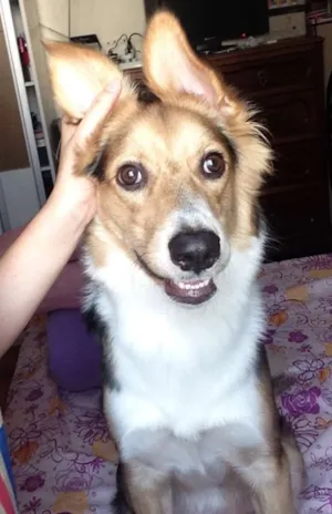 Cachorro raça SRD idade 1 ano nome Maylon