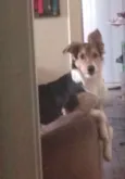 Cachorro raça SRD idade 1 ano nome Maylon