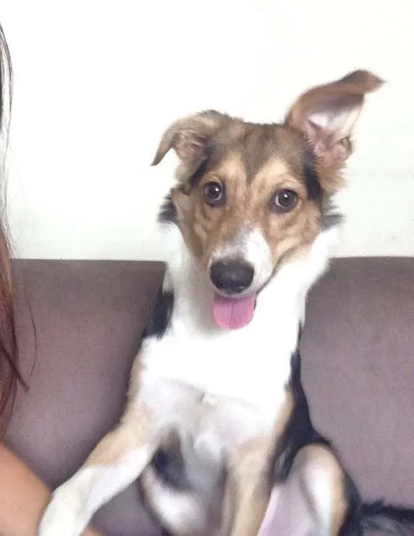 Cachorro raça SRD idade 1 ano nome Maylon