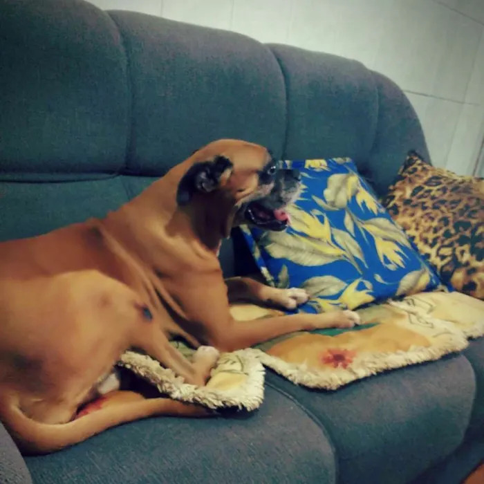 Cachorro ra a Boxer idade 6 ou mais anos nome ZezéSombra