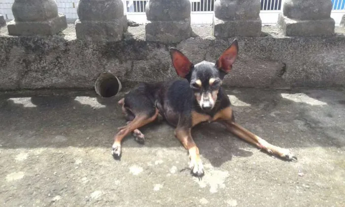 Cachorro ra a Pinscher Miniatura idade 6 ou mais anos nome Nego Fred Junior