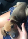 Frida