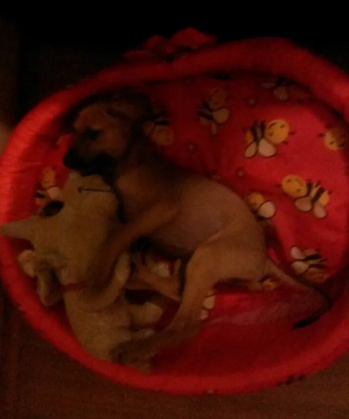 Cachorro raça SRD idade Abaixo de 2 meses nome Frida