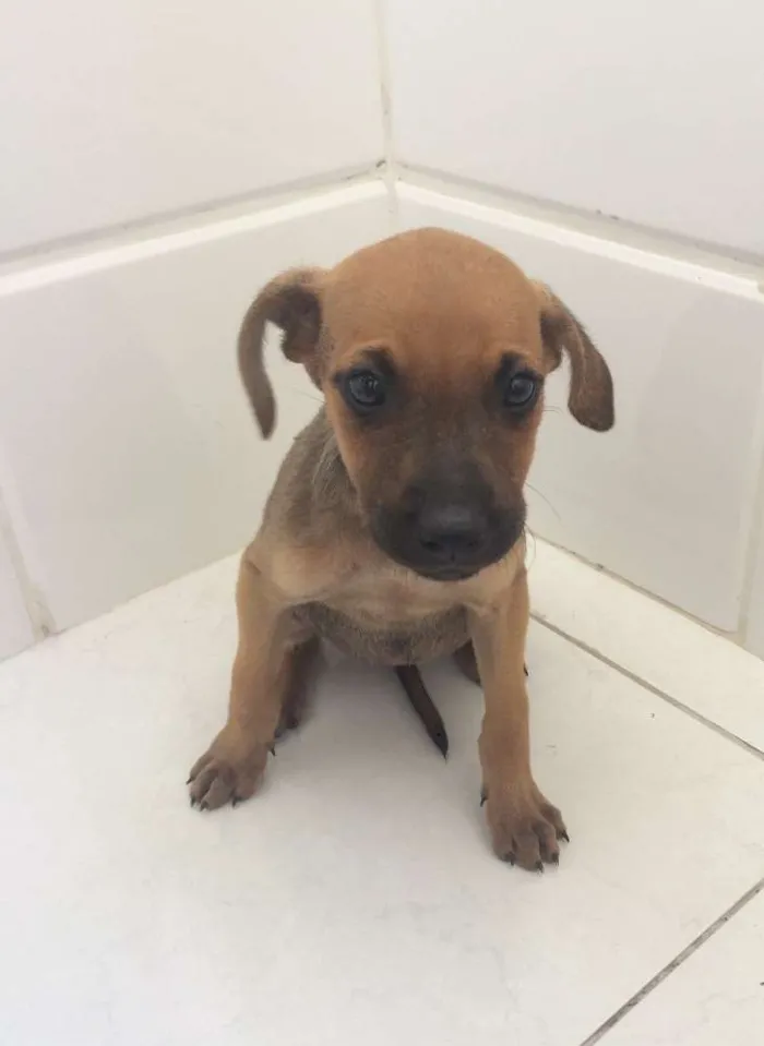 Cachorro raça SRD idade Abaixo de 2 meses nome Frida