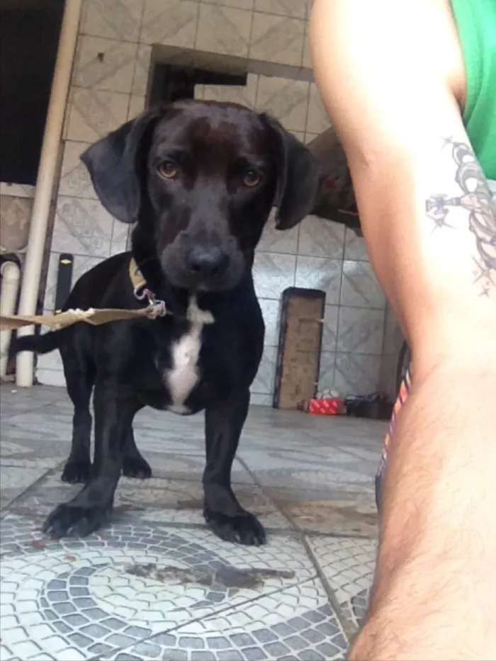 Cachorro ra a Salchicha idade 1 ano nome Negao