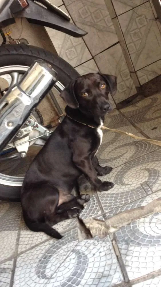 Cachorro ra a Salchicha idade 1 ano nome Negao