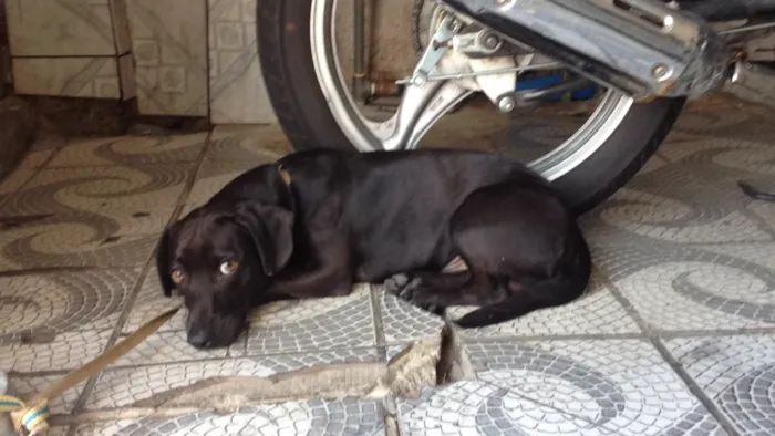 Cachorro ra a Salchicha idade 1 ano nome Negao