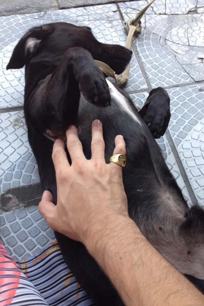 Cachorro ra a Salchicha idade 1 ano nome Negao