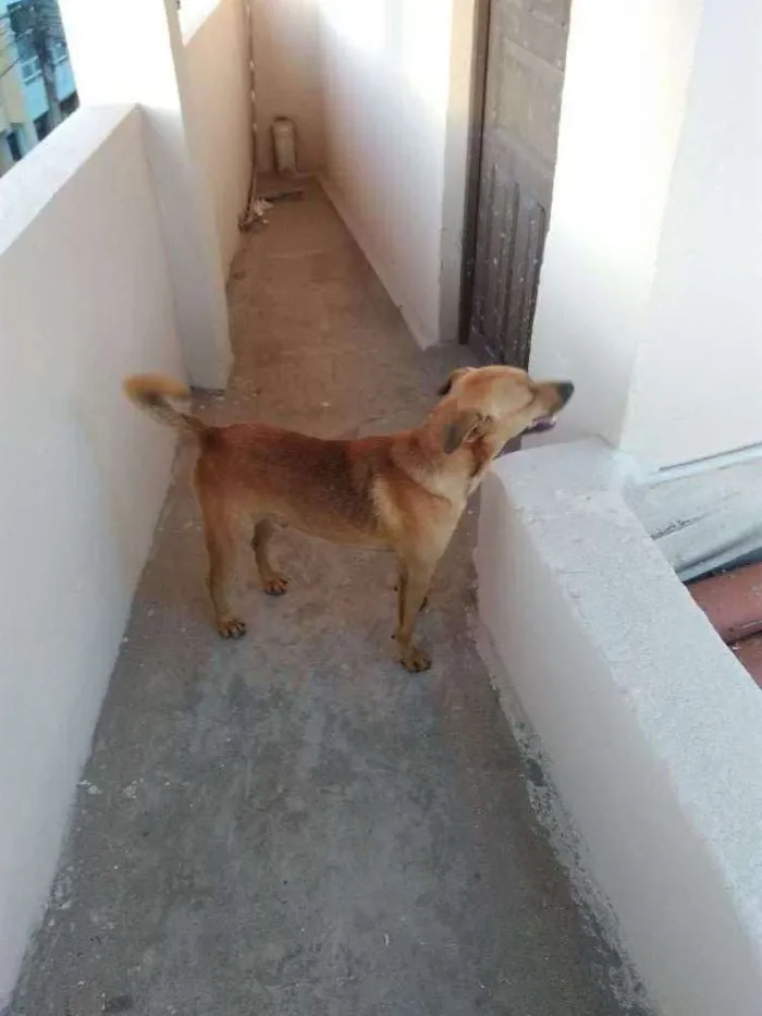 Cachorro ra a Vira lata idade 1 ano nome Não sei