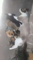 Cat,Mia,Black e jade