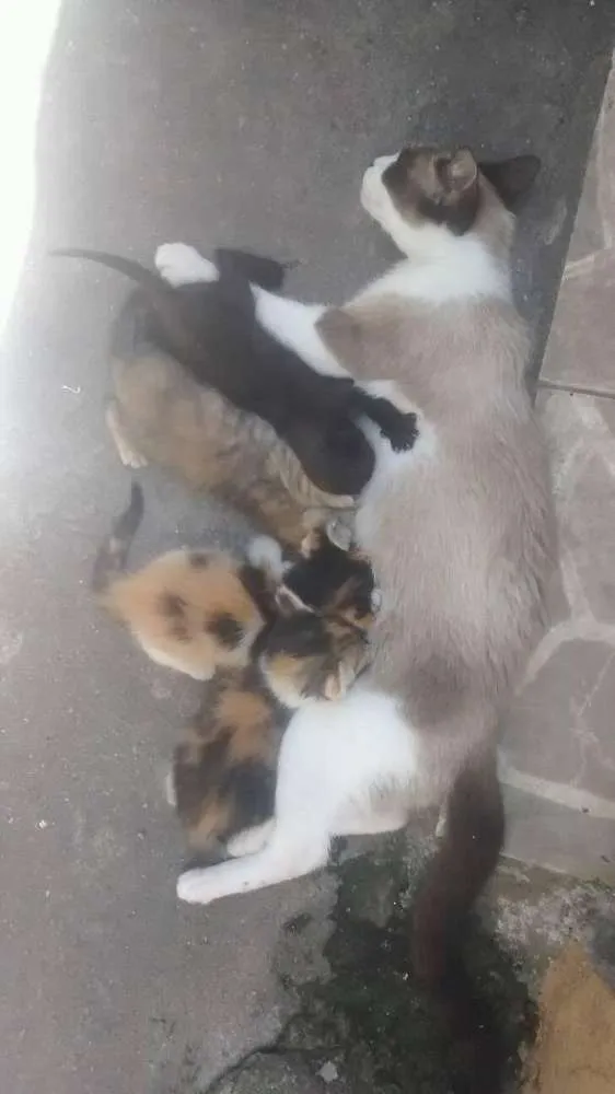 Gato ra a sem raça definida idade Abaixo de 2 meses nome Cat,Mia,Black e jade