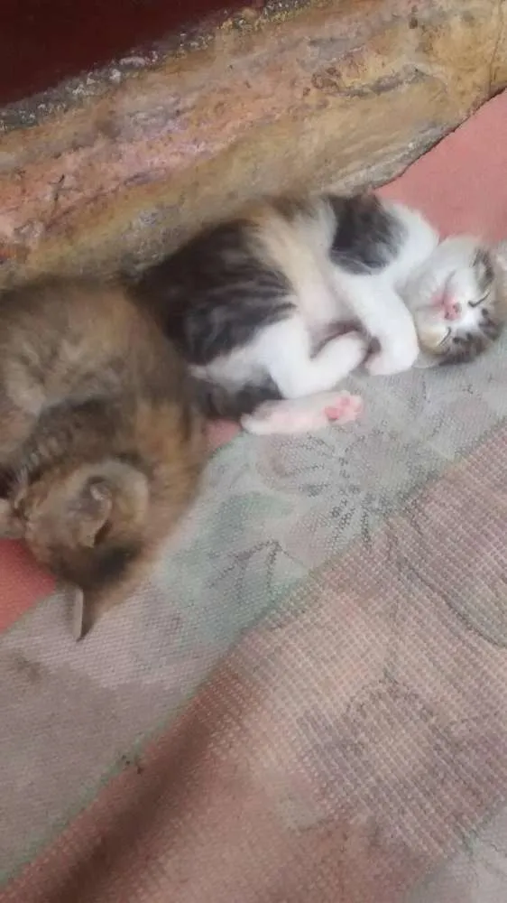 Gato ra a sem raça definida idade Abaixo de 2 meses nome Cat,Mia,Black e jade