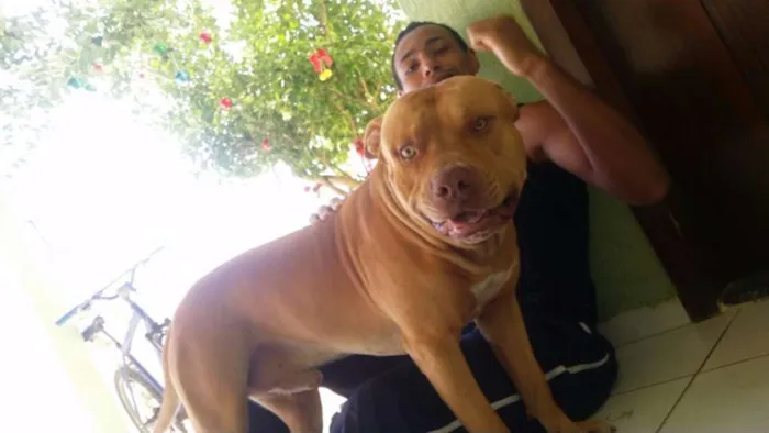 Cachorro raça Pit-Bull idade 1 ano nome THOR
