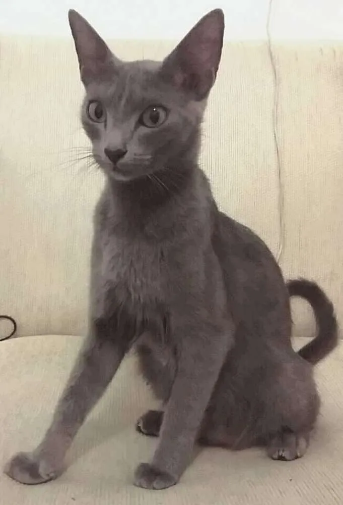 Gato ra a Disconhecida idade 7 a 11 meses nome Meia-Noite