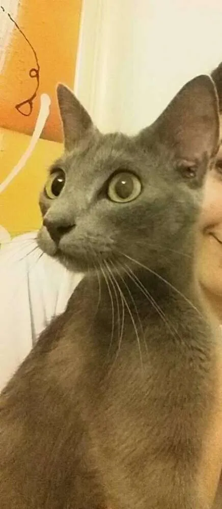 Gato ra a Disconhecida idade 7 a 11 meses nome Meia-Noite