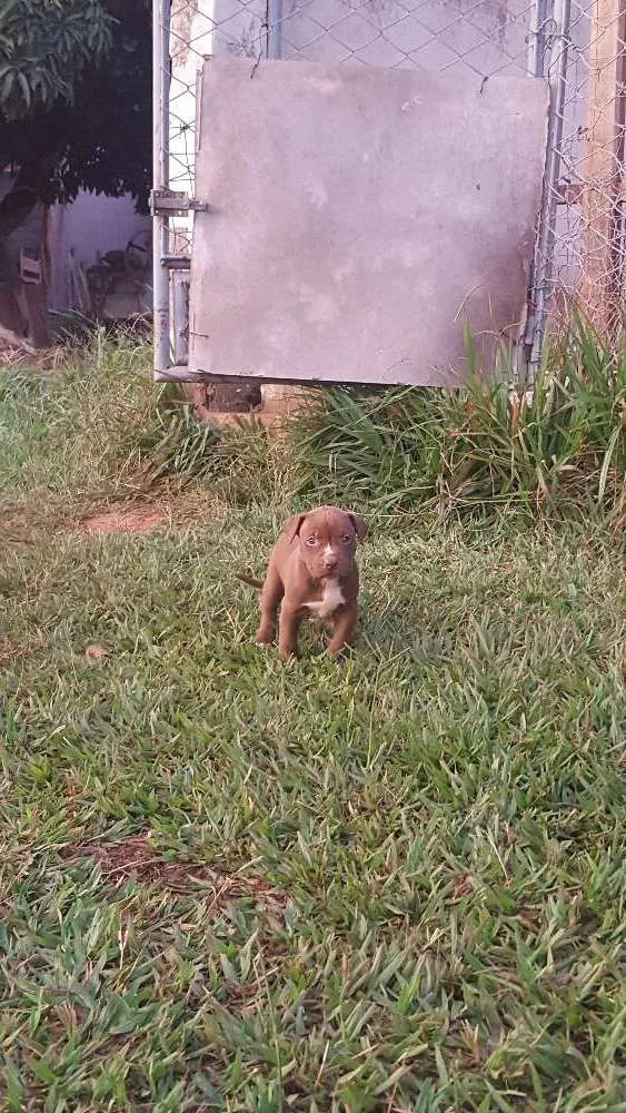 Cachorro raça American Pit Bul Terrier  idade Abaixo de 2 meses nome Sem nome ainda