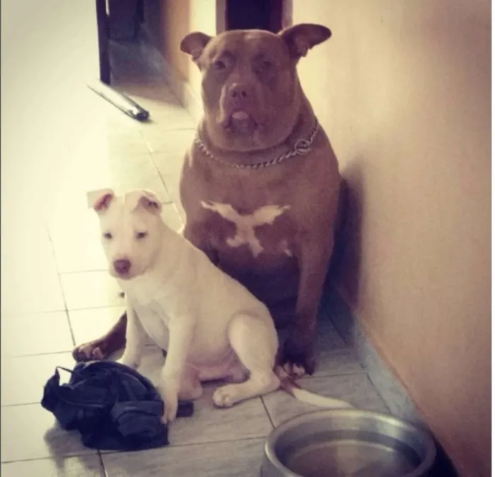 Cachorro ra a Pitbull idade 3 anos nome Thor - Caramelo