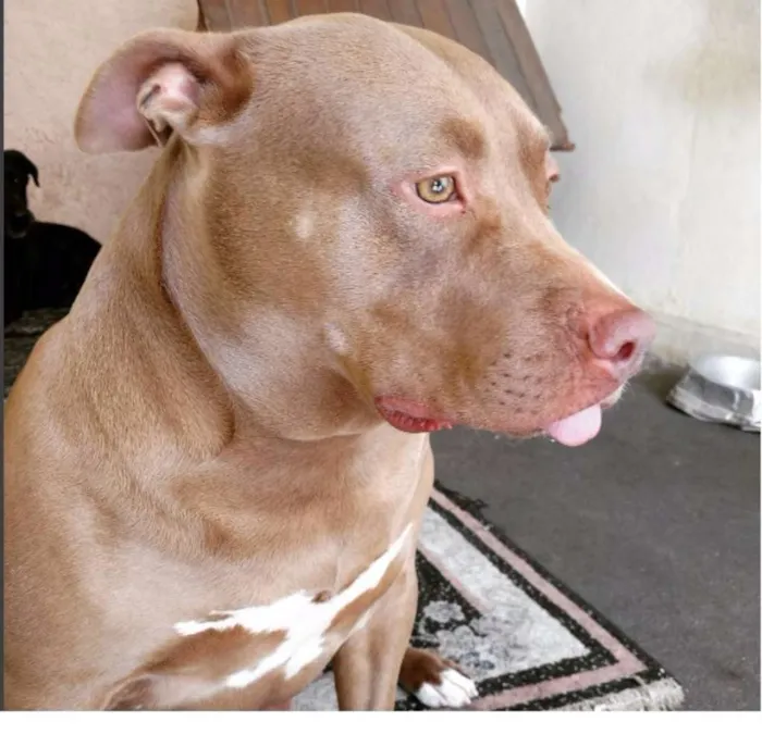 Cachorro ra a Pitbull idade 3 anos nome Thor - Caramelo
