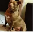 Thor - Caramelo