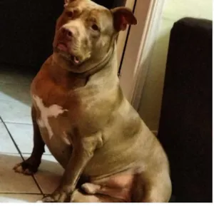 Cachorro raça Pitbull idade 3 anos nome Thor - Caramelo