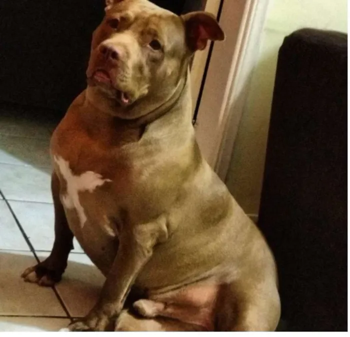 Cachorro ra a Pitbull idade 3 anos nome Thor - Caramelo