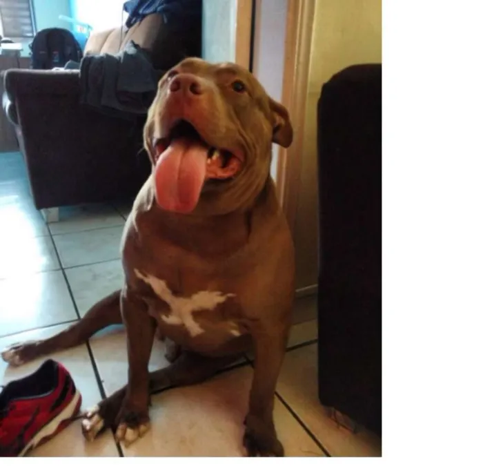 Cachorro ra a Pitbull idade 3 anos nome Thor - Caramelo