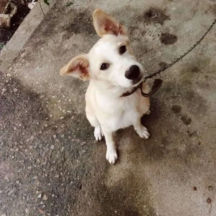 Cachorro ra a SRD idade 2 a 6 meses nome Bob
