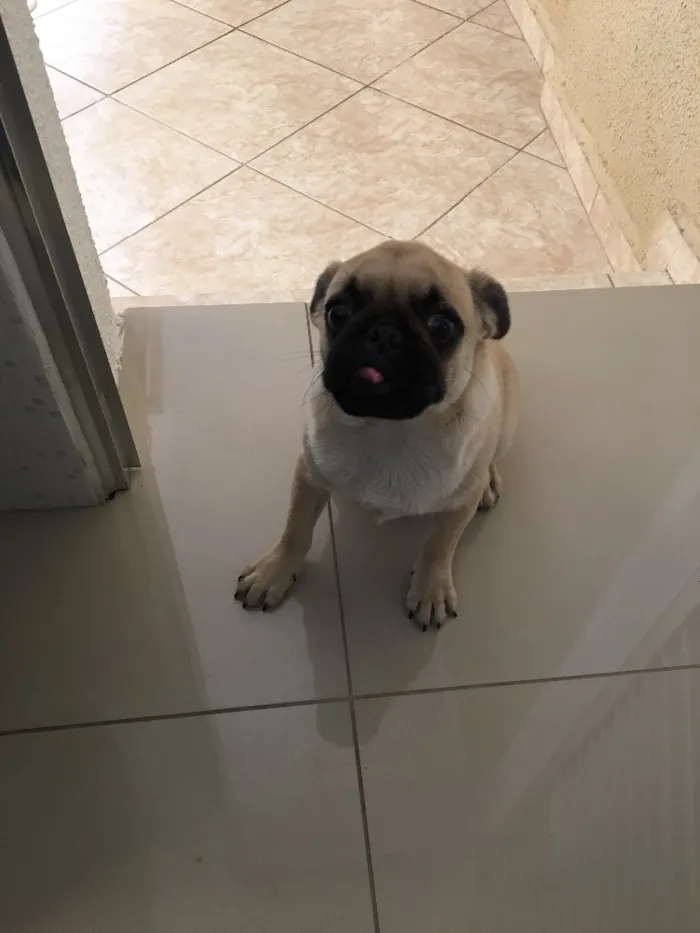 Cachorro ra a Pug idade 2 a 6 meses nome Sem nome
