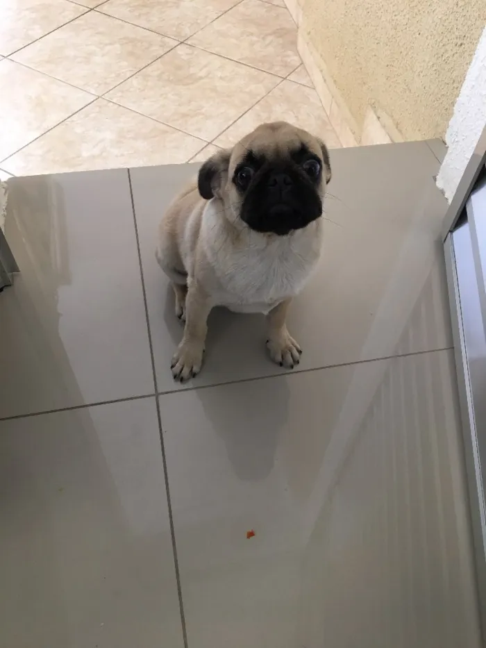Cachorro ra a Pug idade 2 a 6 meses nome Sem nome