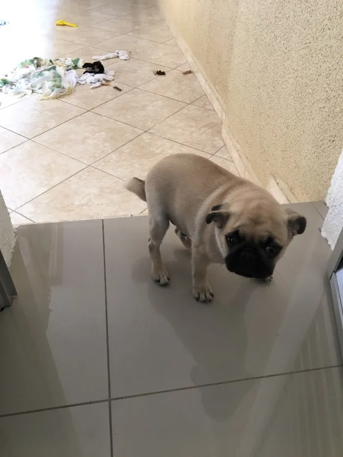 Cachorro ra a Pug idade 2 a 6 meses nome Sem nome