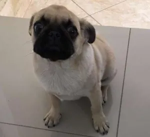 Cachorro raça Pug idade 2 a 6 meses nome Sem nome